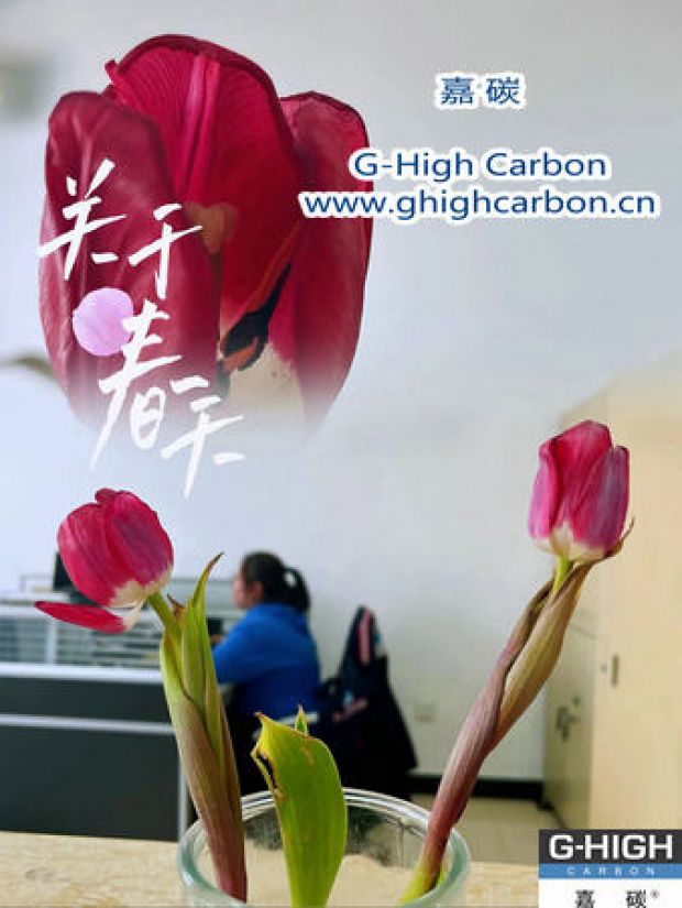 嘉碳的郁金香开花啦