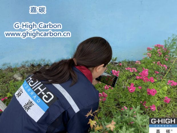 嘉碳厂区 蔷薇花开