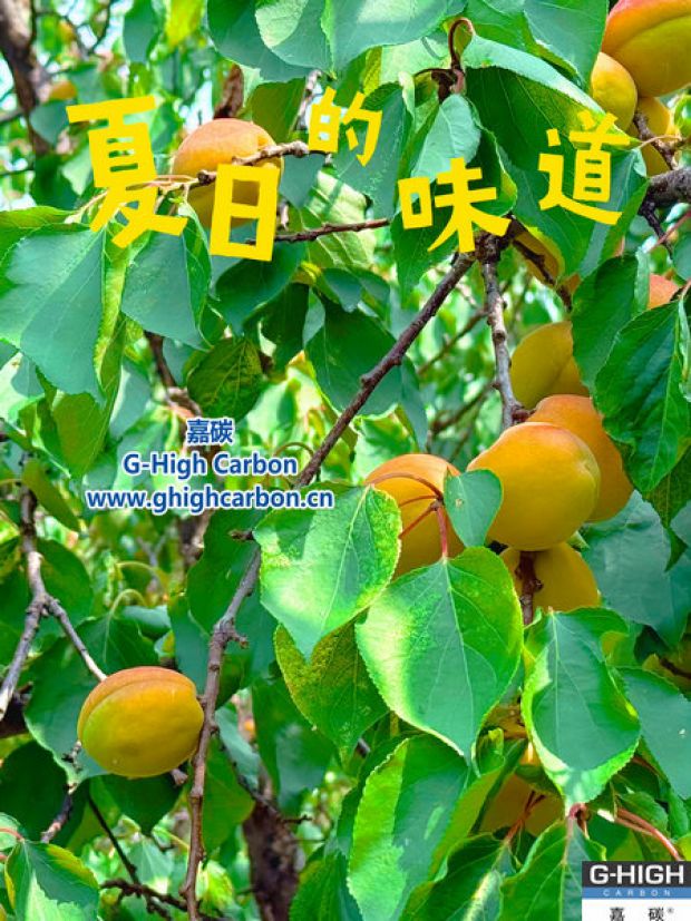 杏果满枝时，窥见嘉碳环保“生长力”