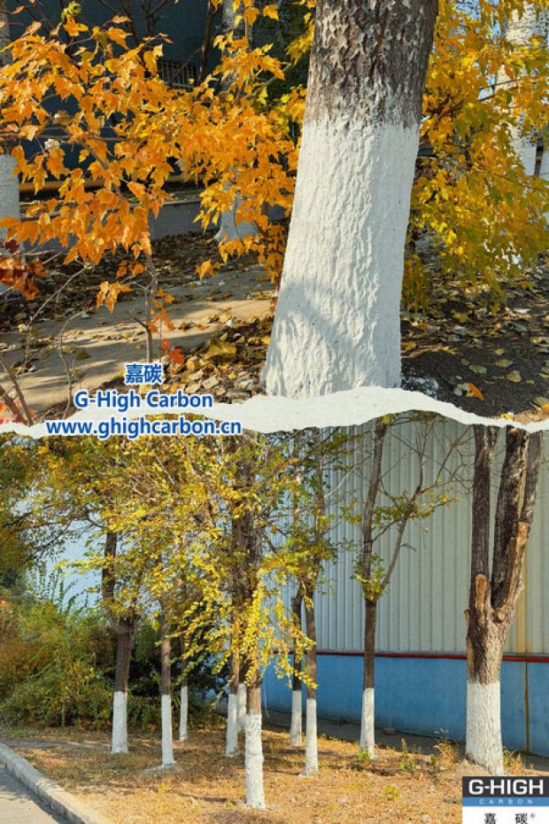 树木着“白裳”，入冬先“梳妆”